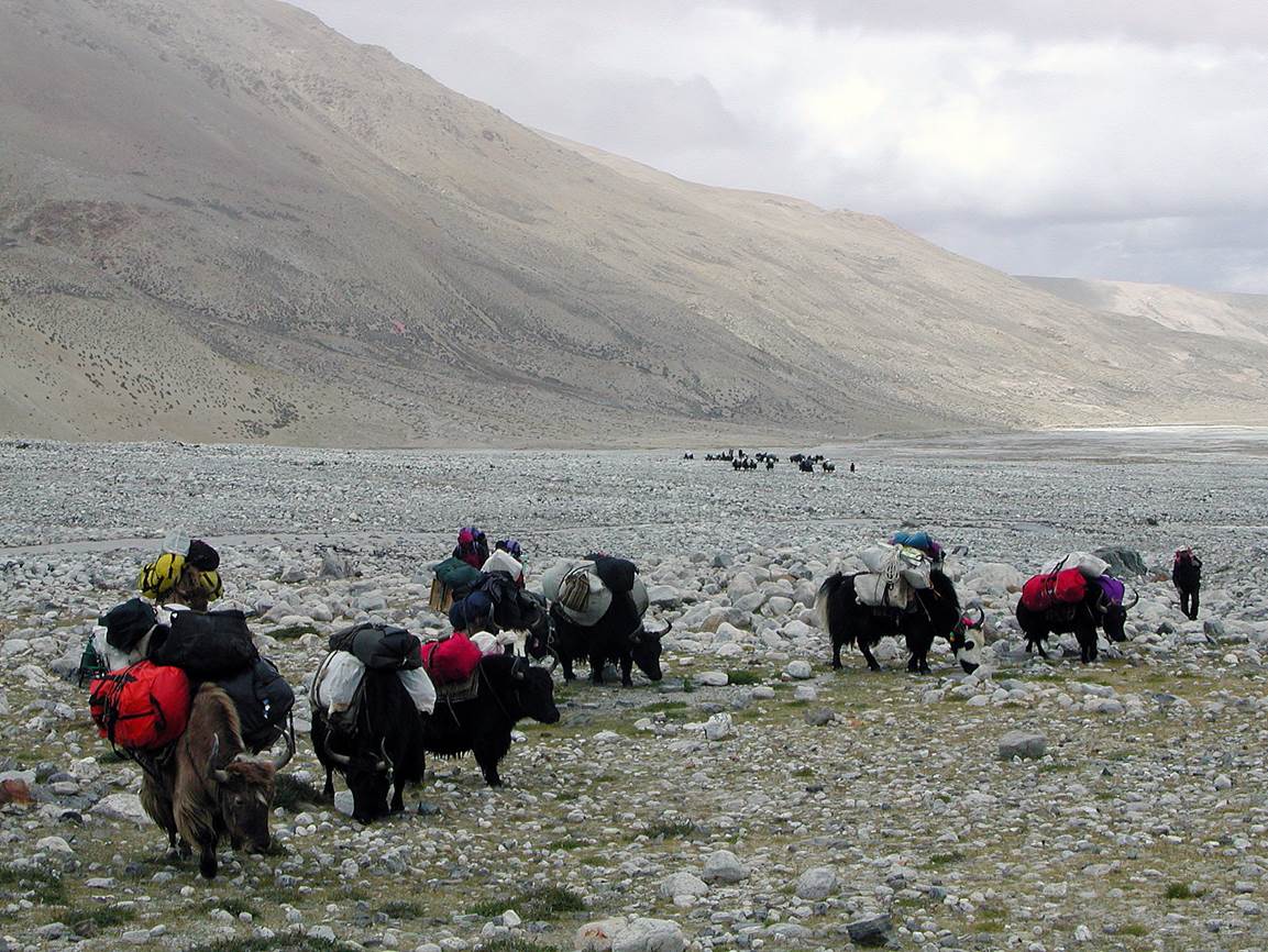 A group of people with backpacks on animals

Description automatically generated