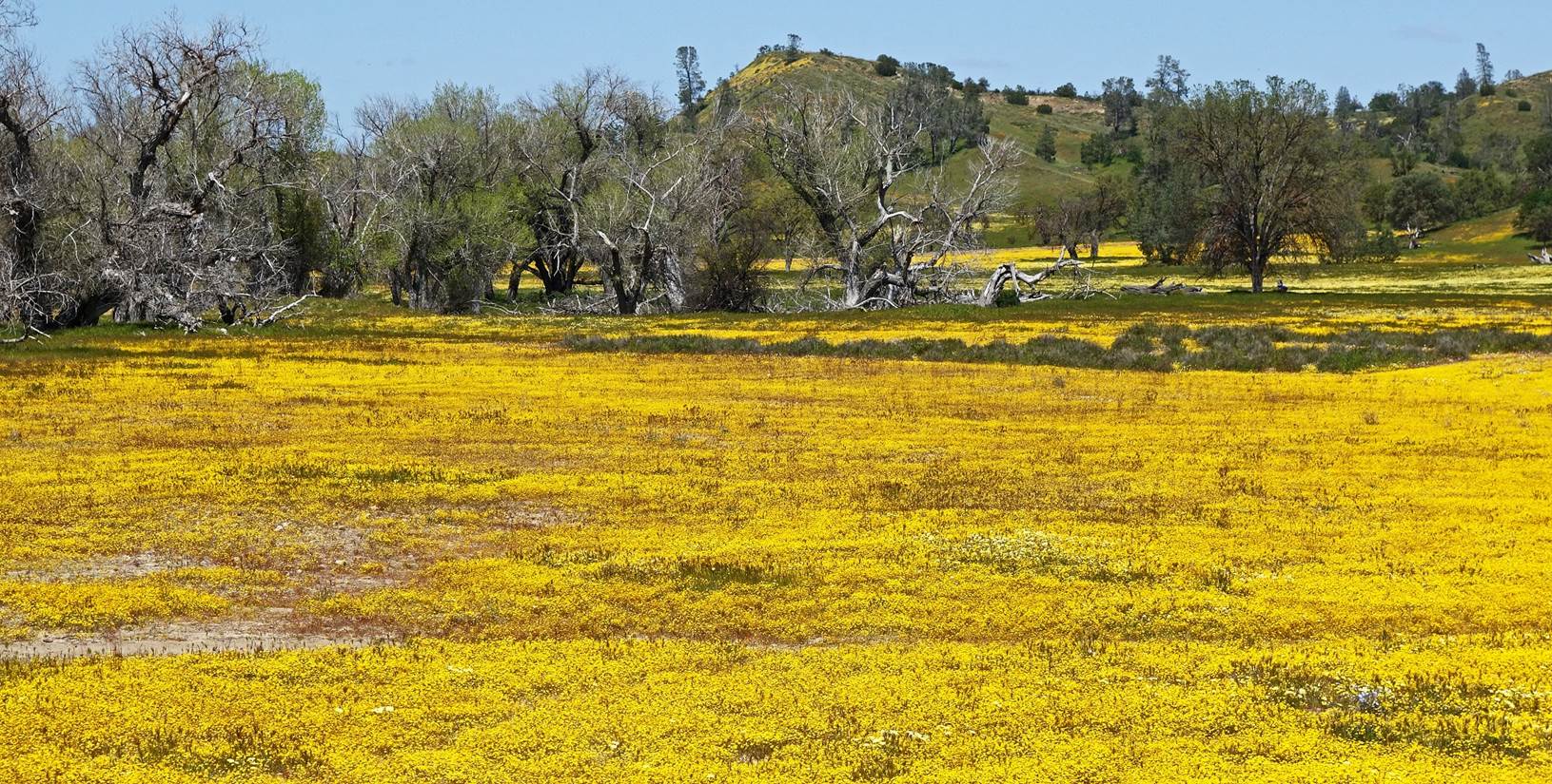 A field of yellow flowers

Description automatically generated with low confidence