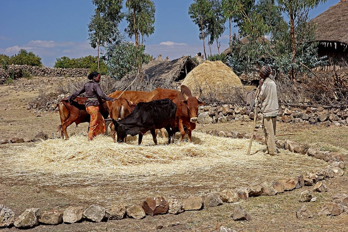 A group of men working on cattle

Description automatically generated