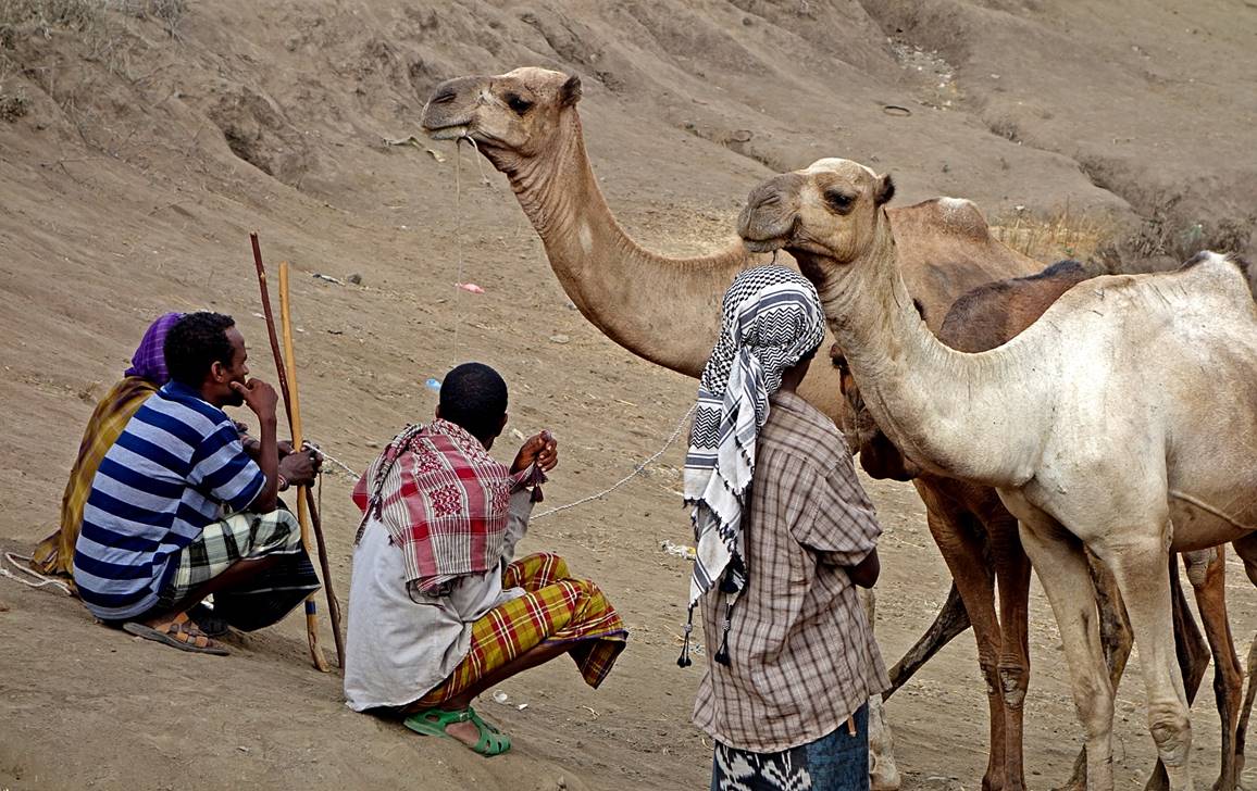 A group of men with camels

Description automatically generated