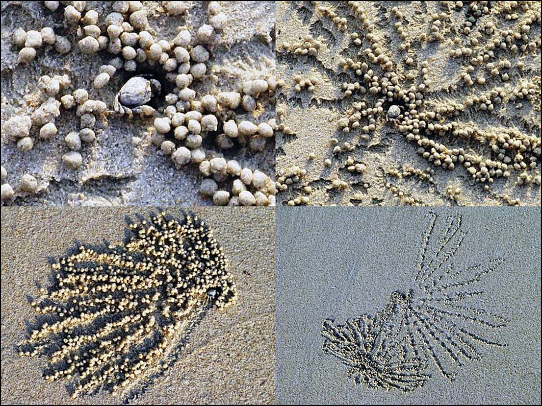A collection of sand patterns

Description automatically generated with medium confidence