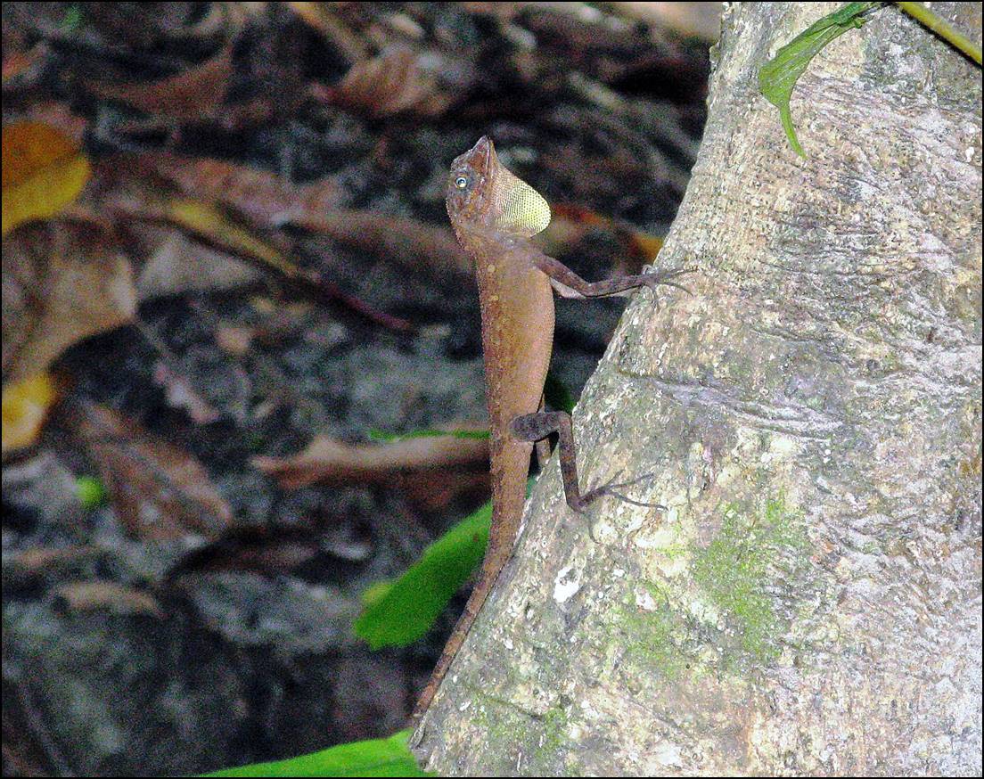 A lizard climbing on a tree

Description automatically generated