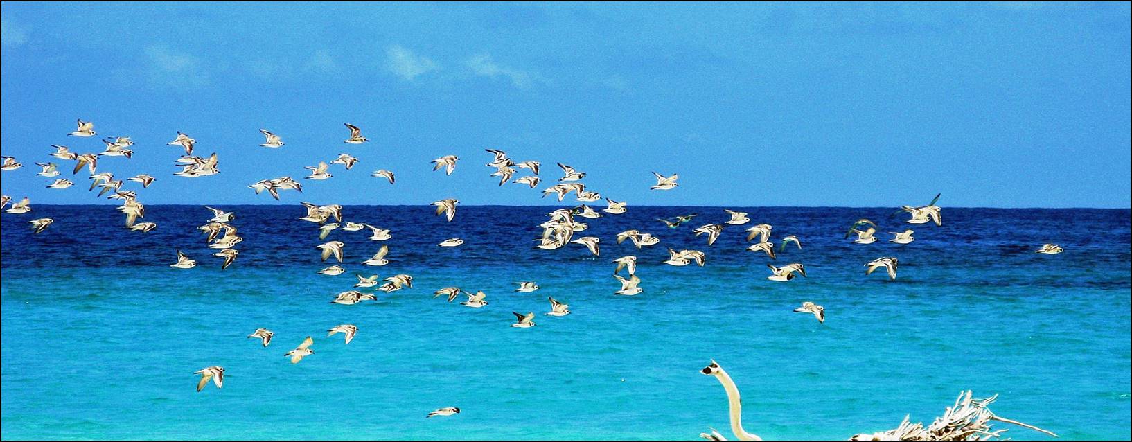 A flock of birds flying over the ocean

Description automatically generated