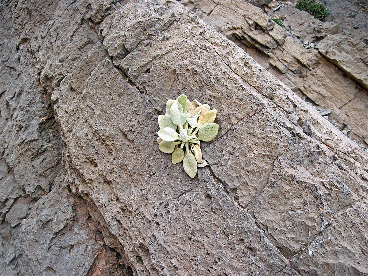 A plant growing on a rock

Description automatically generated