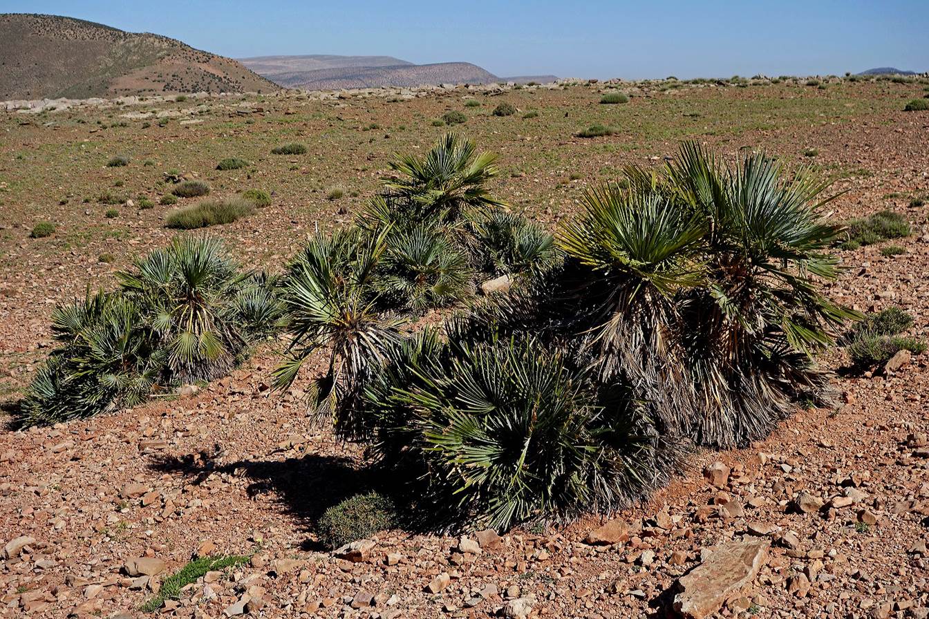 A close-up of a desert landscape

Description automatically generated