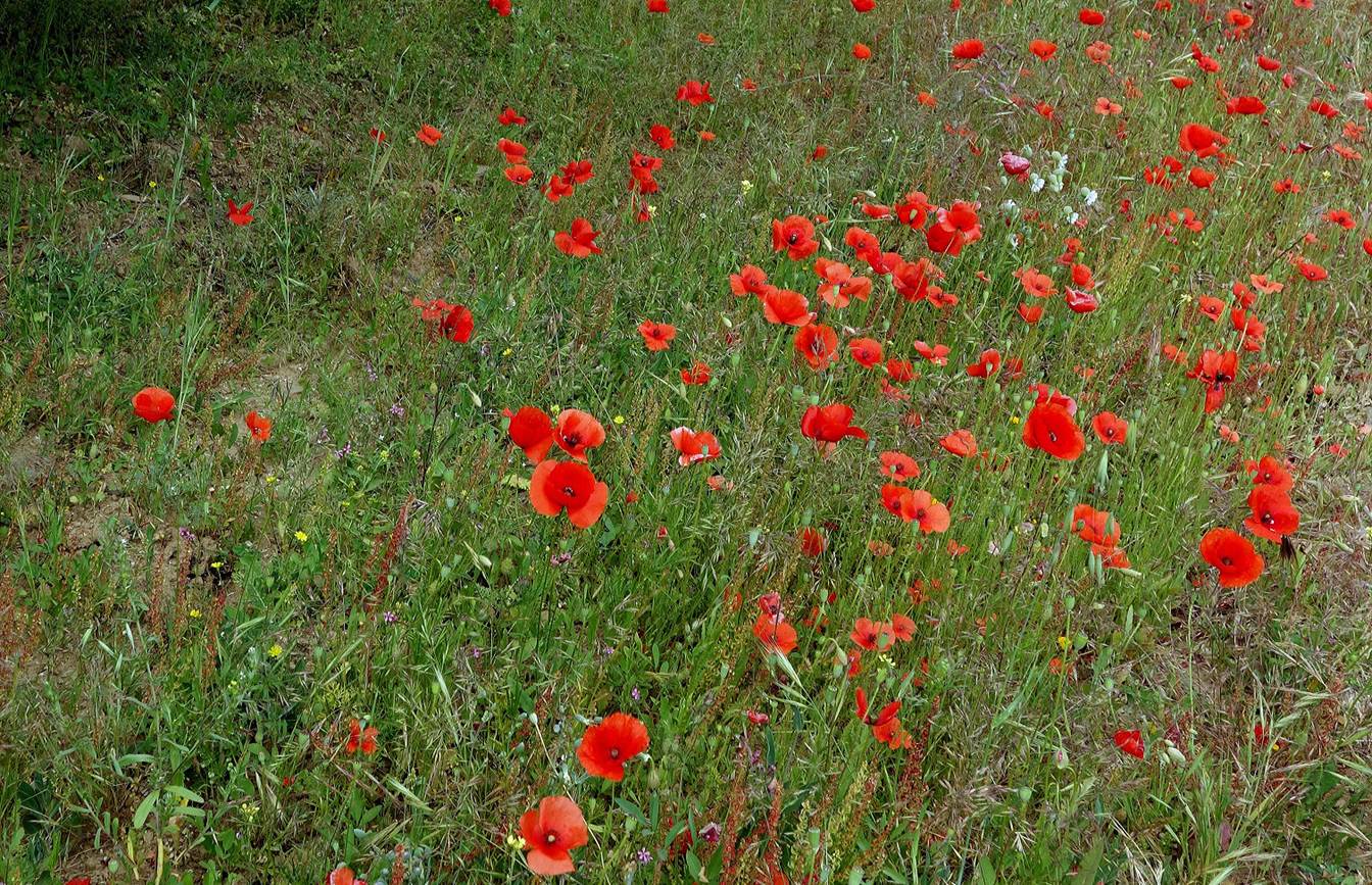 A field of red flowers

Description automatically generated
