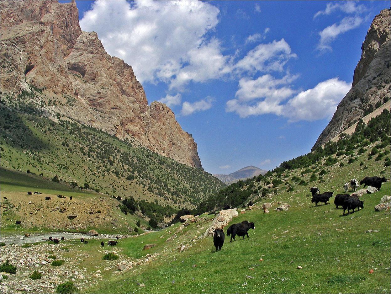 A herd of cattle grazing in a valley

Description automatically generated