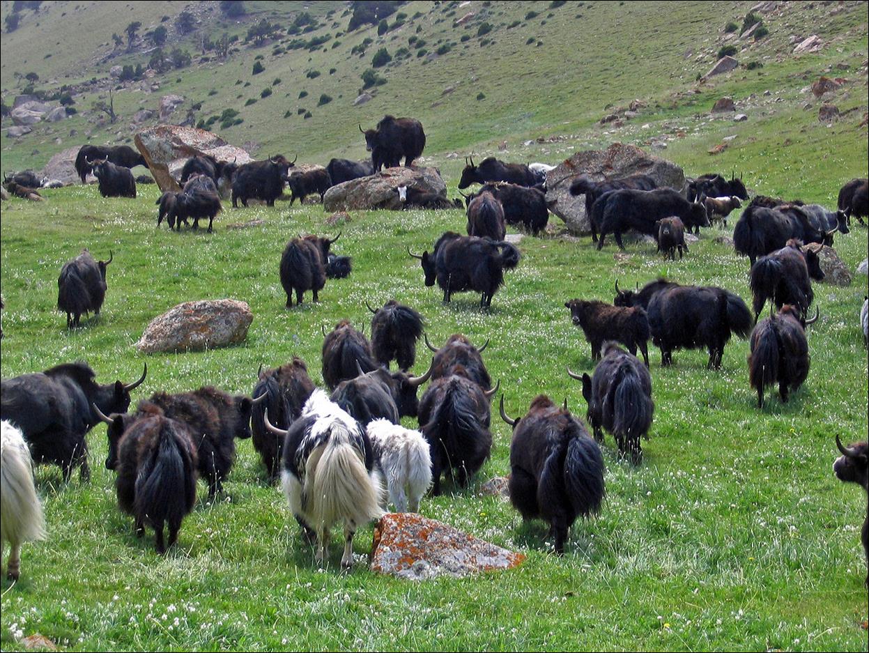 A herd of yaks in a grassy field

Description automatically generated