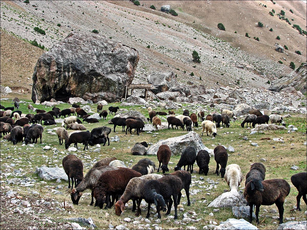 A herd of sheep grazing in a mountain

Description automatically generated