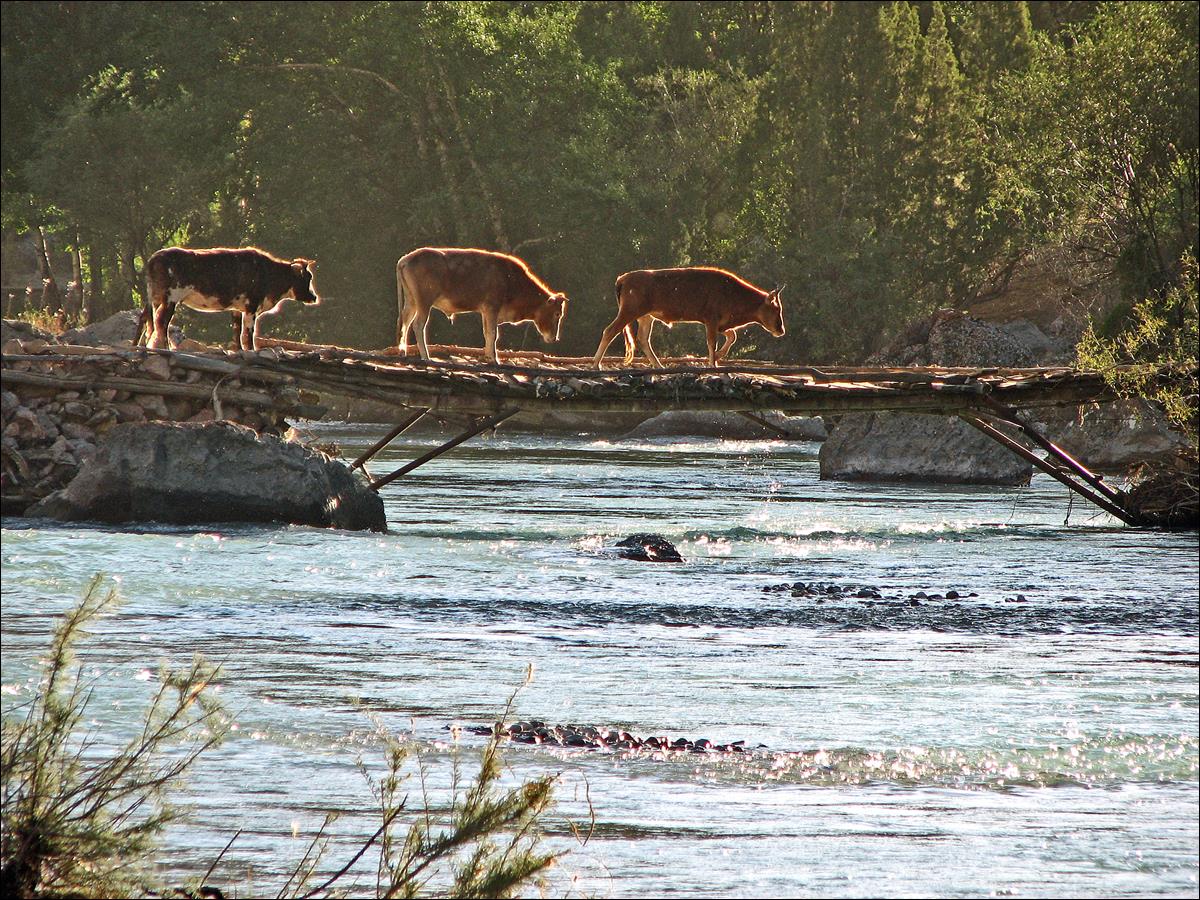 A group of cows crossing a bridge over a river

Description automatically generated