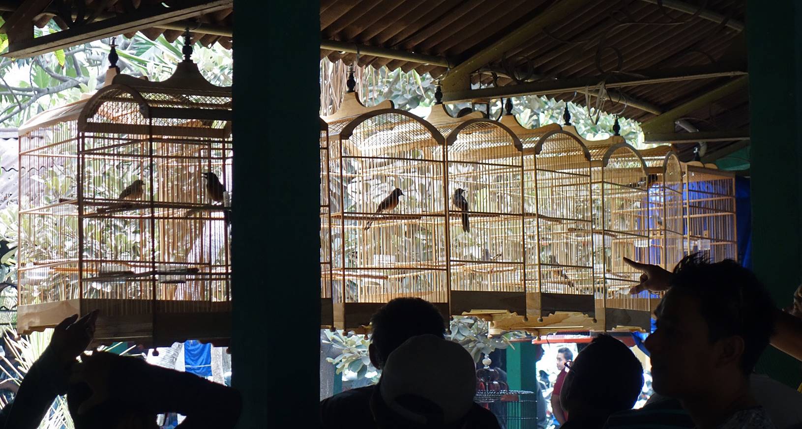 A group of birds in a cage

Description automatically generated