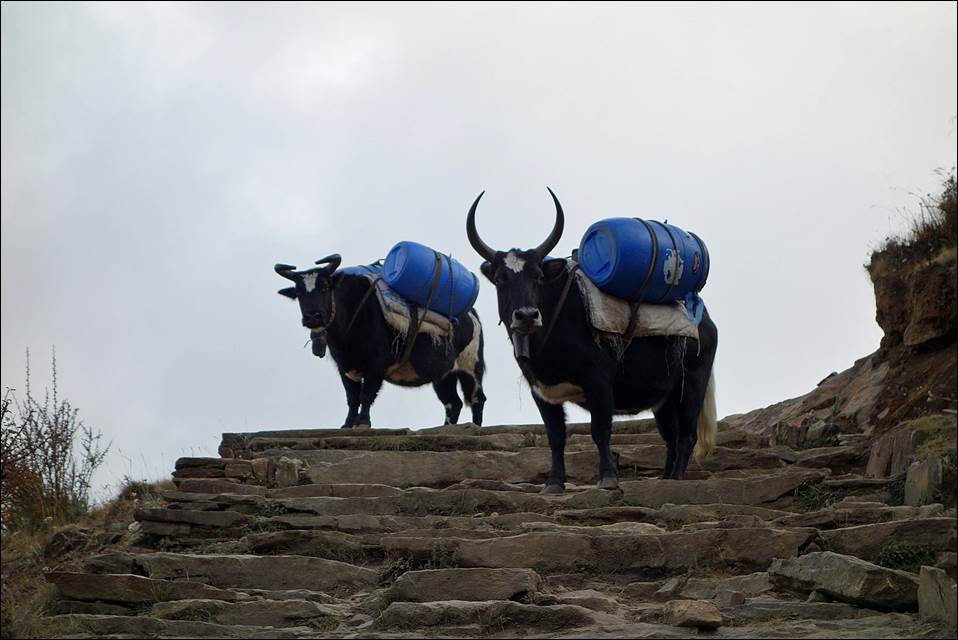 A pair of cows carrying blue bags on a rocky hill

Description automatically generated