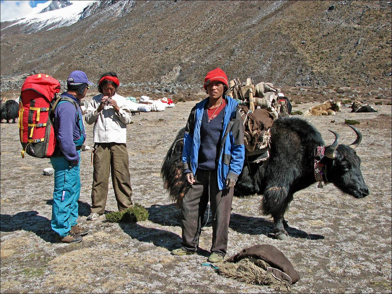 A group of people standing next to a yak

Description automatically generated