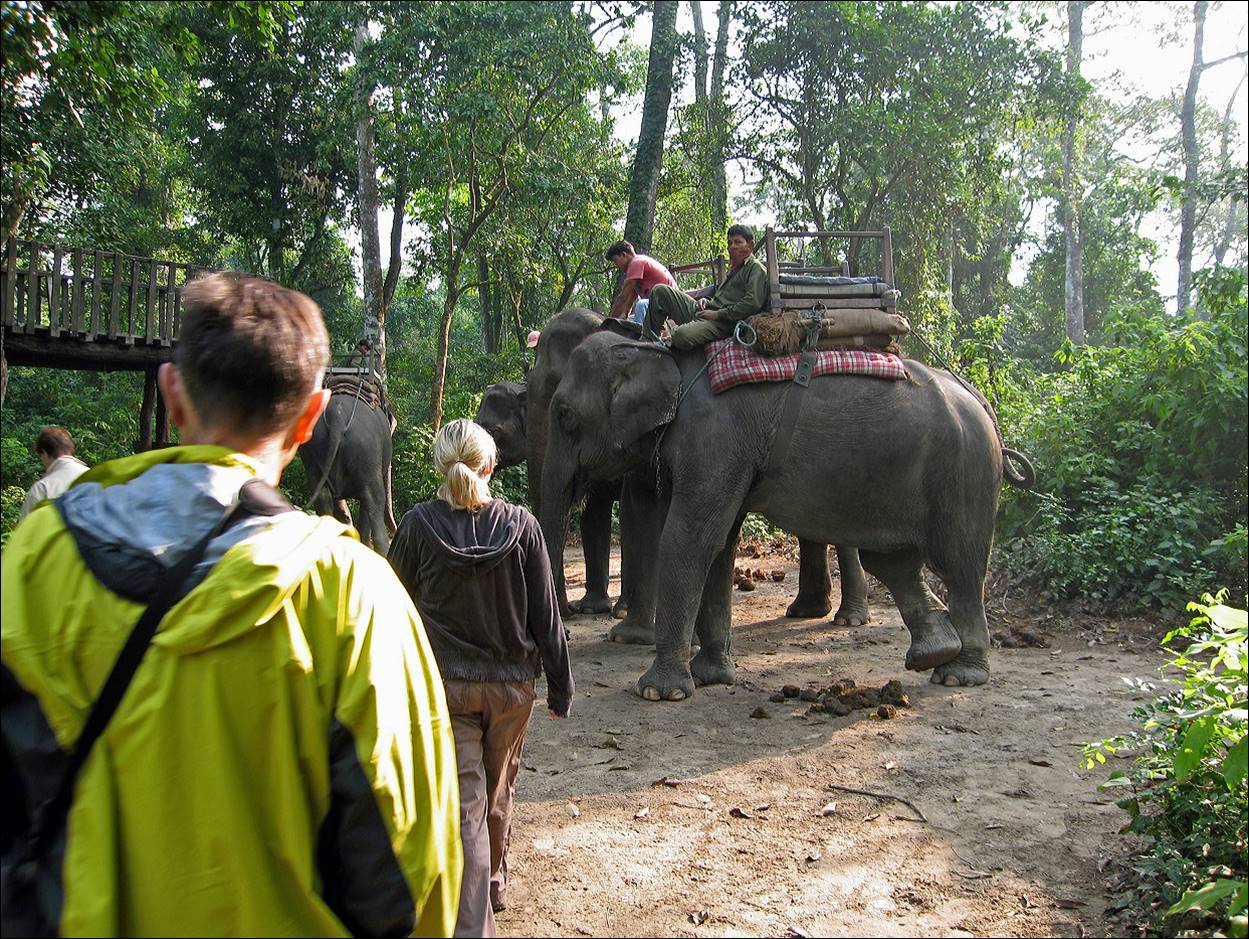 People riding on elephants in the jungle

Description automatically generated