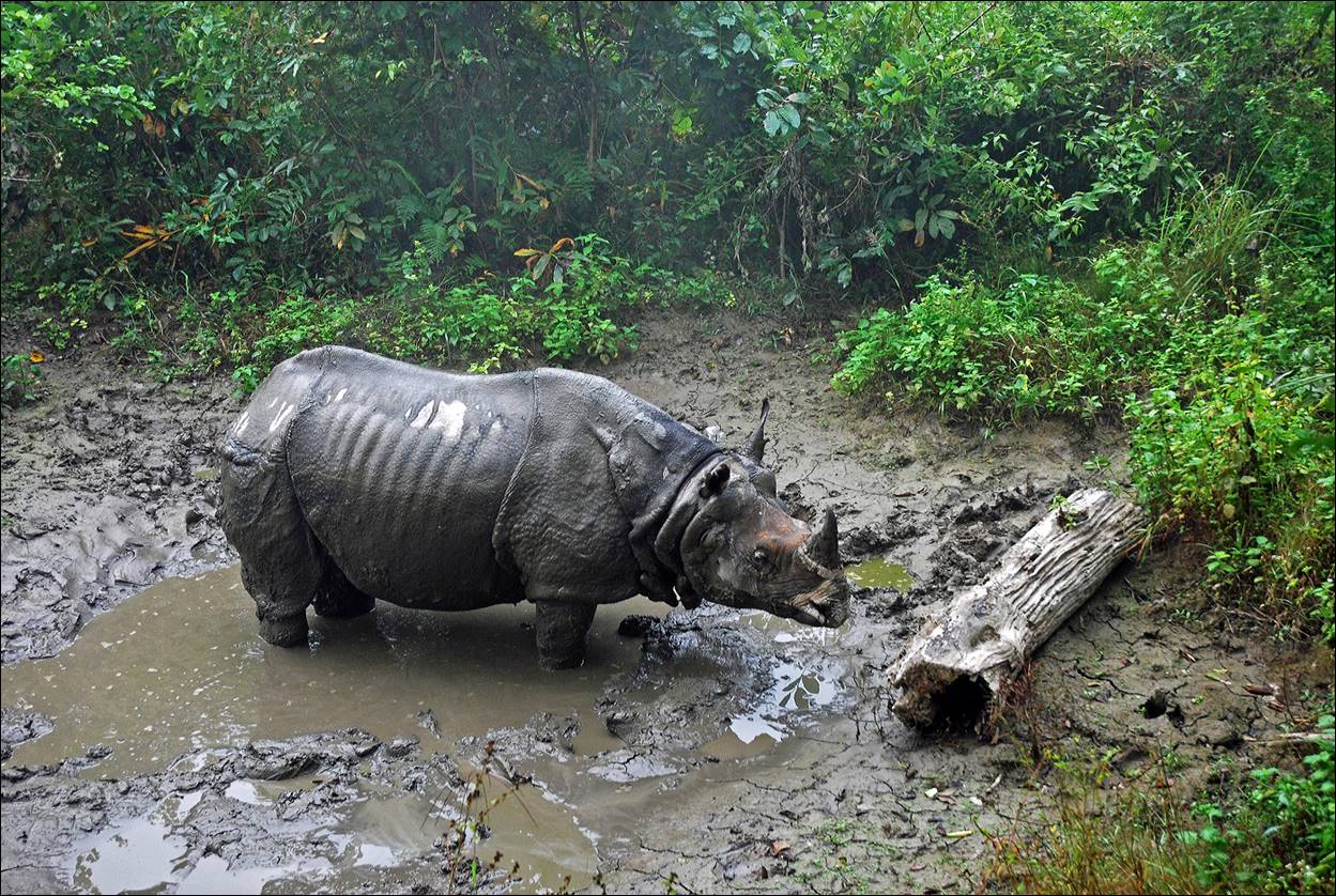 A rhino standing in mud

Description automatically generated