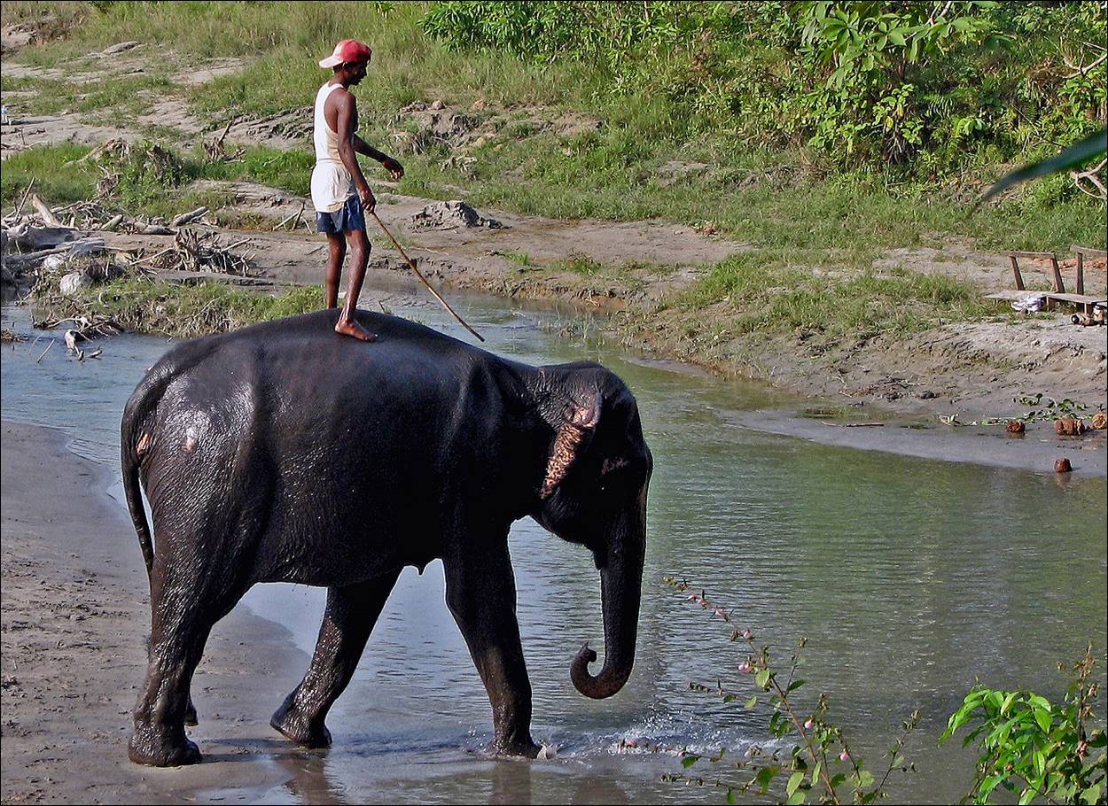 A person standing on an elephant

Description automatically generated