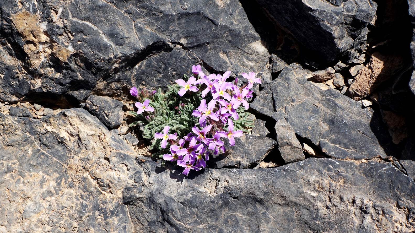 A close-up of purple flowers growing through a rock

Description automatically generated with low confidence