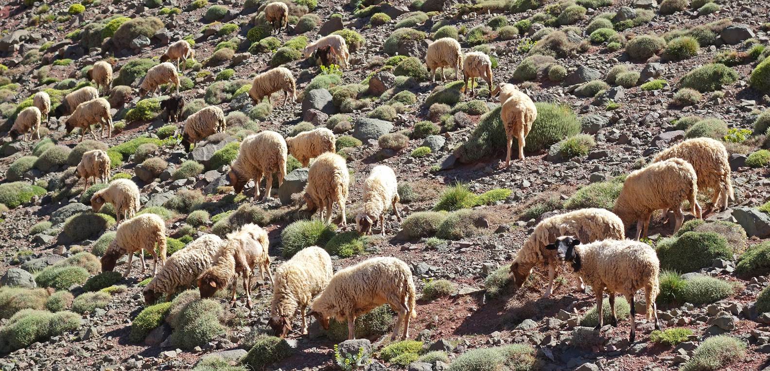 A group of sheep grazing on a rocky hill

Description automatically generated with low confidence