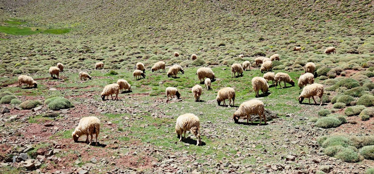 A group of sheep grazing on a grassy hill

Description automatically generated with low confidence