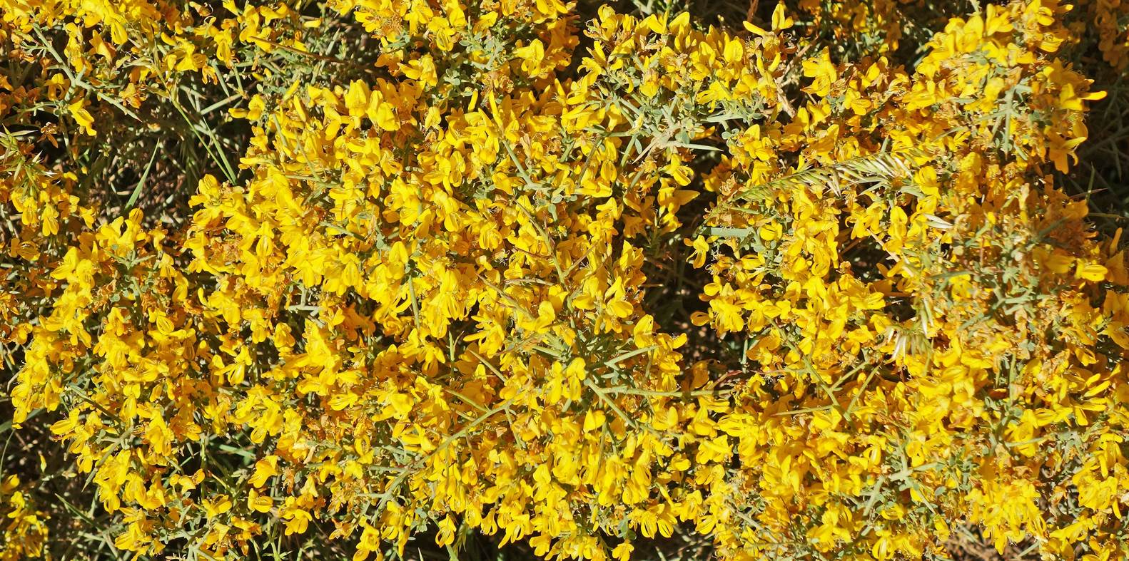 A close up of yellow flowers

Description automatically generated with low confidence
